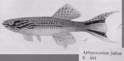 1936_FAL_Arnold_and_Ahlt.jpg