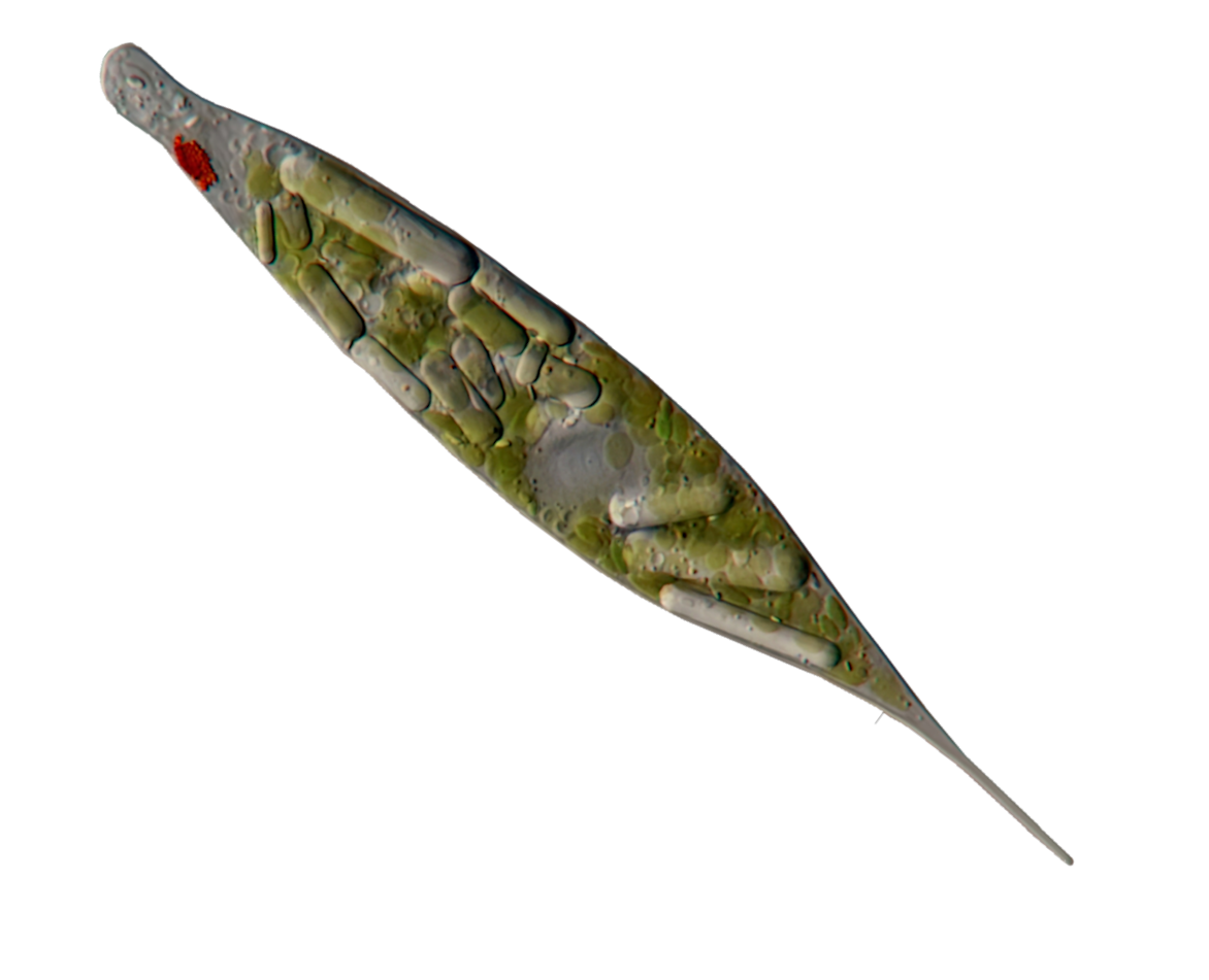 euglena