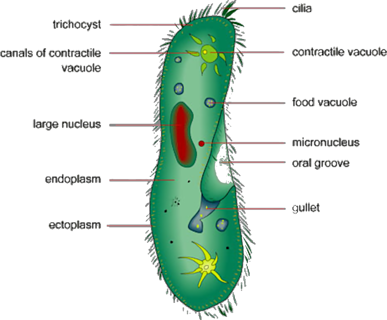 paramecium